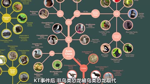 生物进化树 2 爬行动物&鸟 (2024)