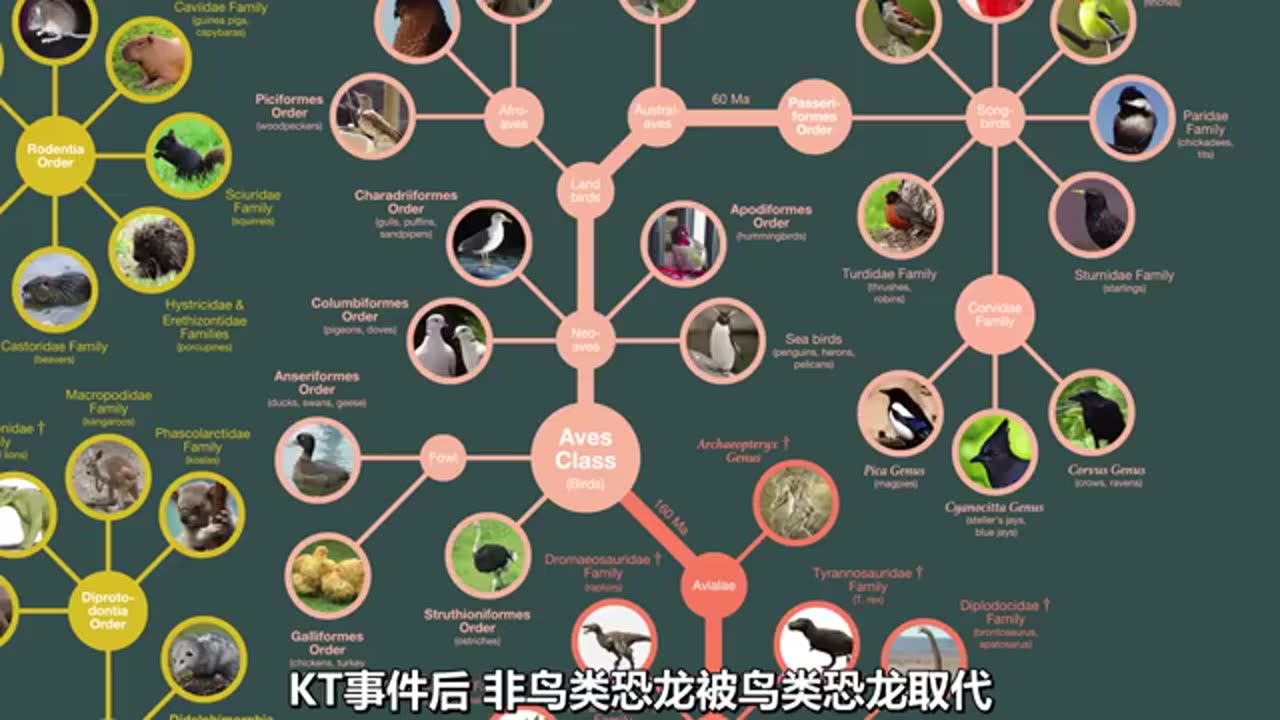 生物进化树 2 爬行动物&鸟 (2024)