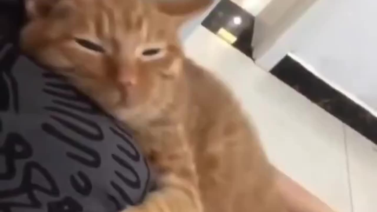 cats love their owners too 🥹