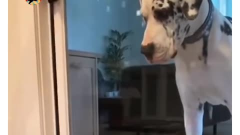 Viral funny reel in the internet 😂😂! Must Watch 😂!