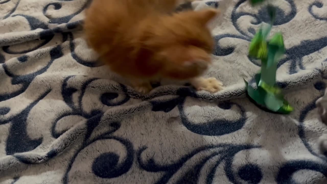 Maine Coon Kittens - Playing with a bow