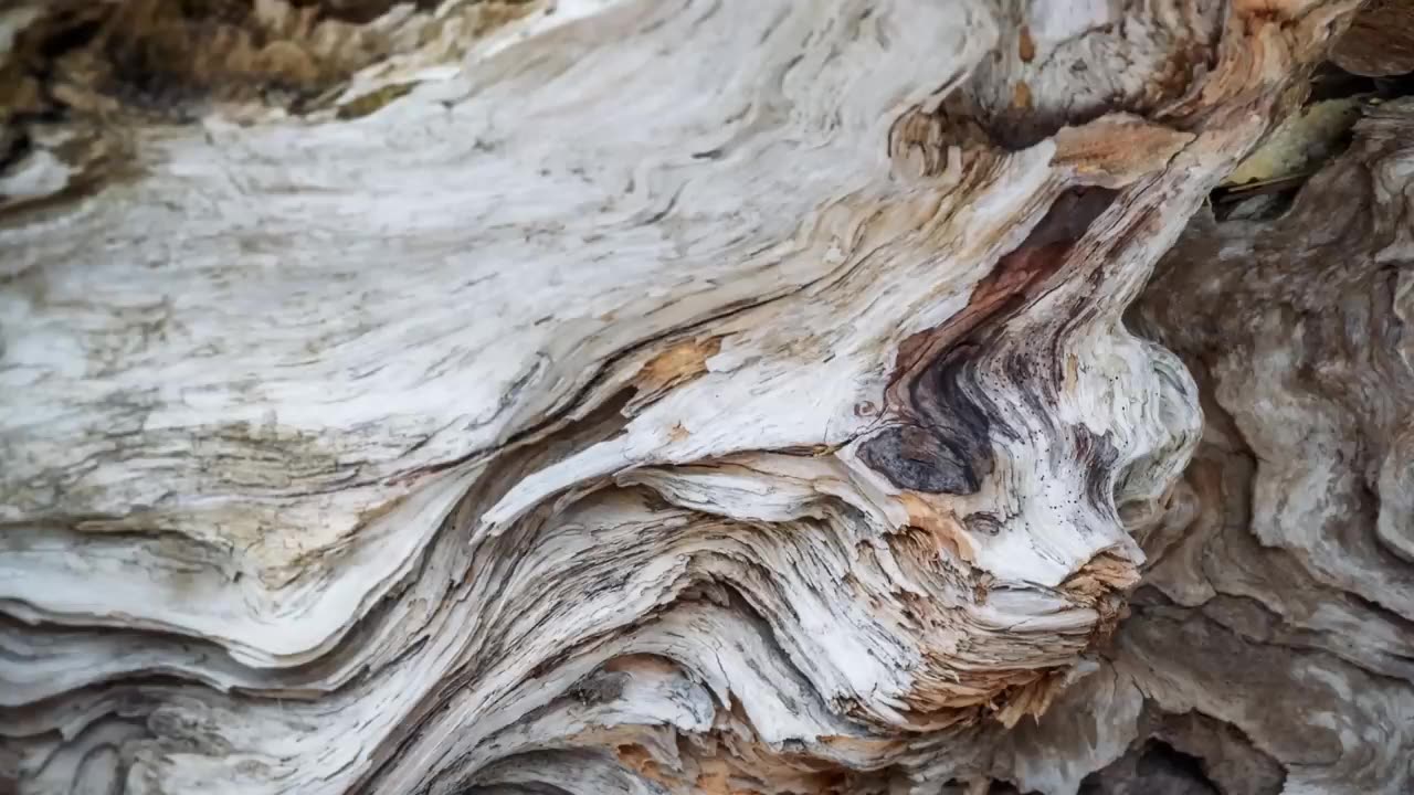 ‎The Greatest Fights In The Animal Kingdom: Part 7 | BBC Earth