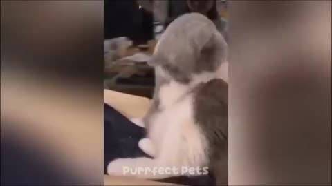 Funny Animals Video 😂🐶