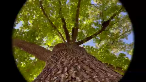 BRUTALIZING THE OLD WORLD IN REAL-TIME