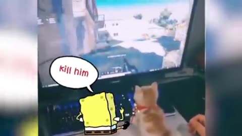 Aww, Melt your Heart !! Little Kitten vs Spongebob Animation 😾🐶 Funniest Cats And Dogs Videos