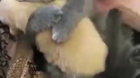 1 in a Million! Cat Gives Puppy the Sweetest Hug! 🥰