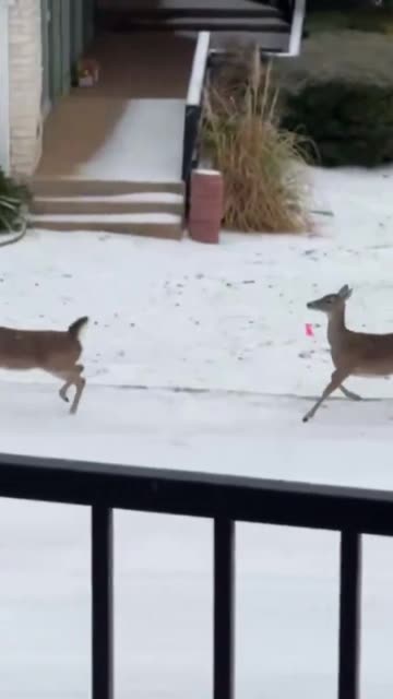 White-tailed deer playing in the snow in Central Texas, caught on camera