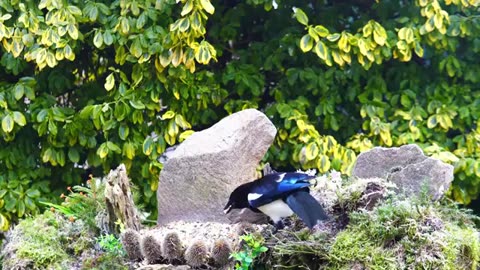 Cat TV Special: Birds in Action — Hours of Feline Fascination