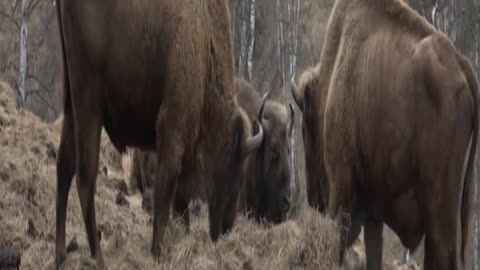 bison