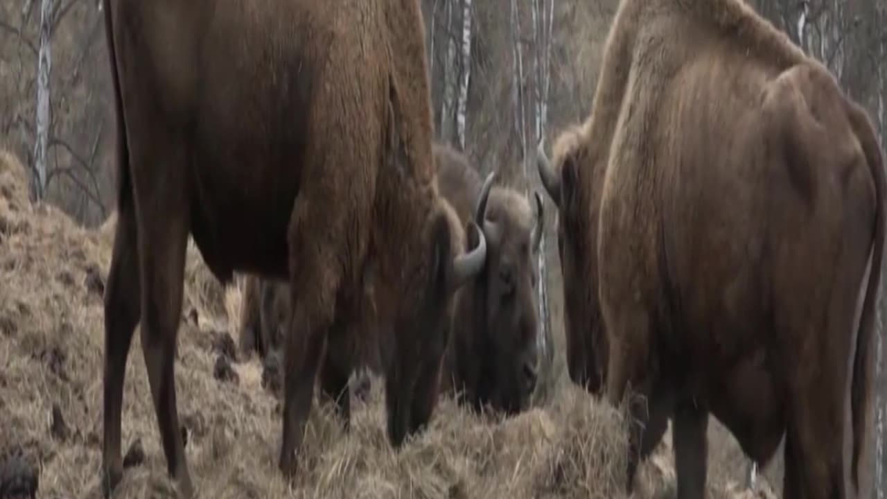 bison