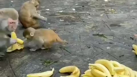 the little baby 🐒😢