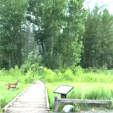 Strange behavior of animals