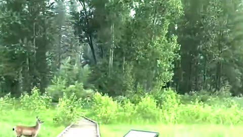 Strange behavior of animals