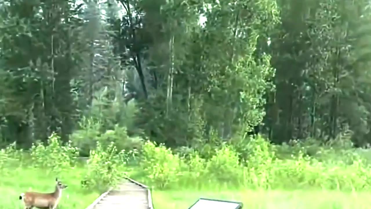 Strange behavior of animals