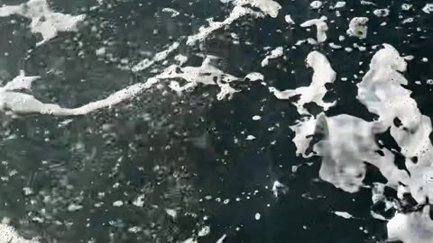 Whale Feeding in Harbor Ketchikan Alaska