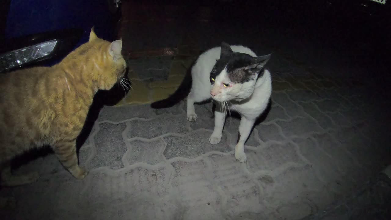 Homeless cats in Ras Al Khaimah, UAE: CHRIS MARTIN & EMINEM #cat #cats #ChrisMartin #Eminem #pets