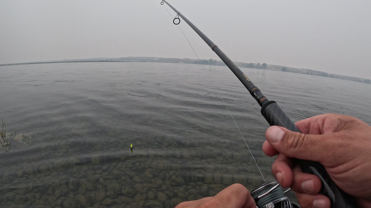 columbia river steelhead