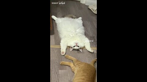versatile kitten