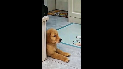Animal funny acting