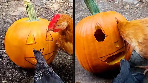 Your Daily Dose of Pets - Chickens Are So Talented