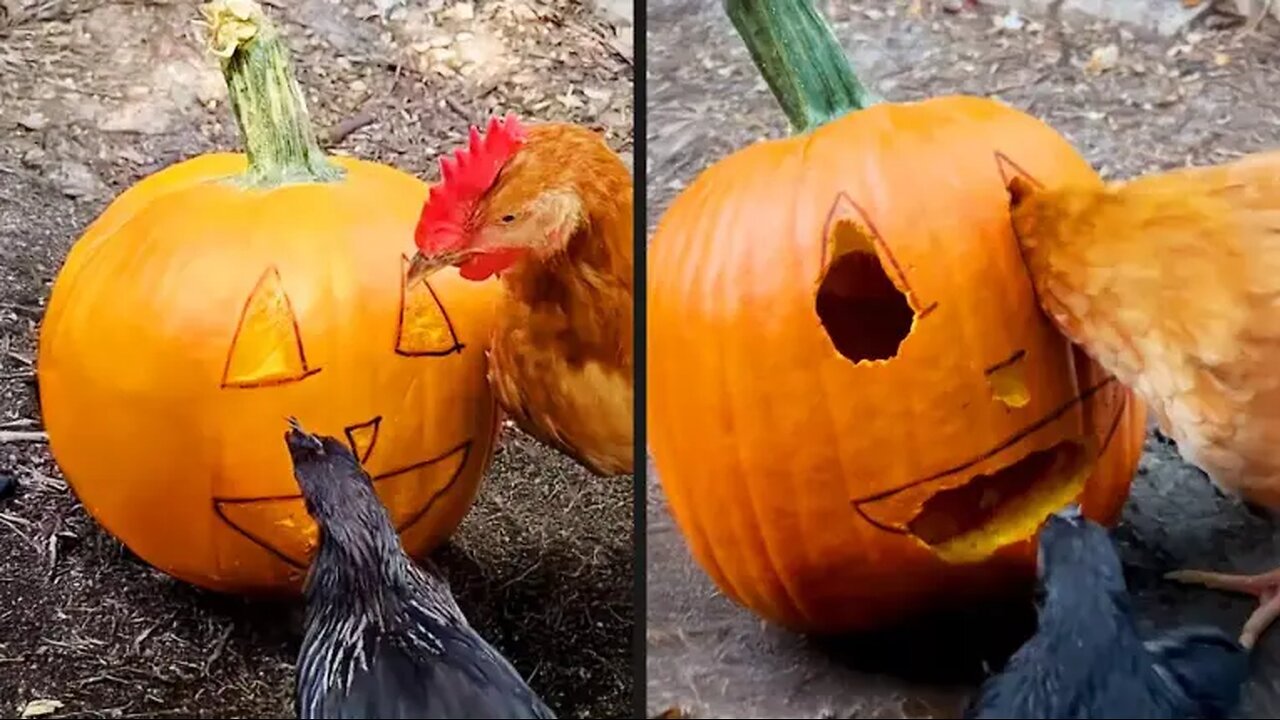 Your Daily Dose of Pets - Chickens Are So Talented