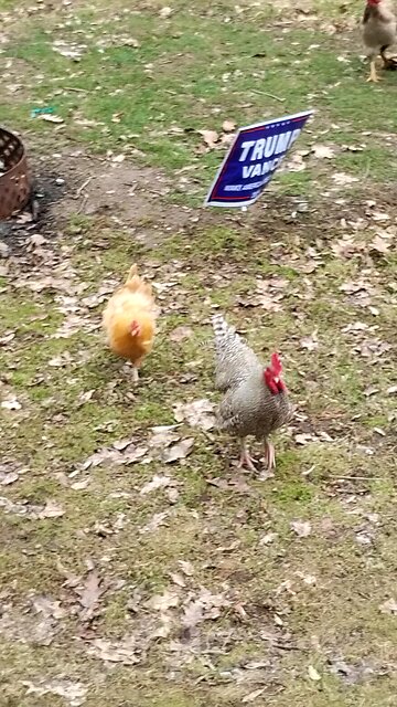 Run Chicken 🐔 Run !!