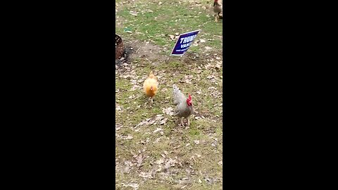 Run Chicken 🐔 Run !!