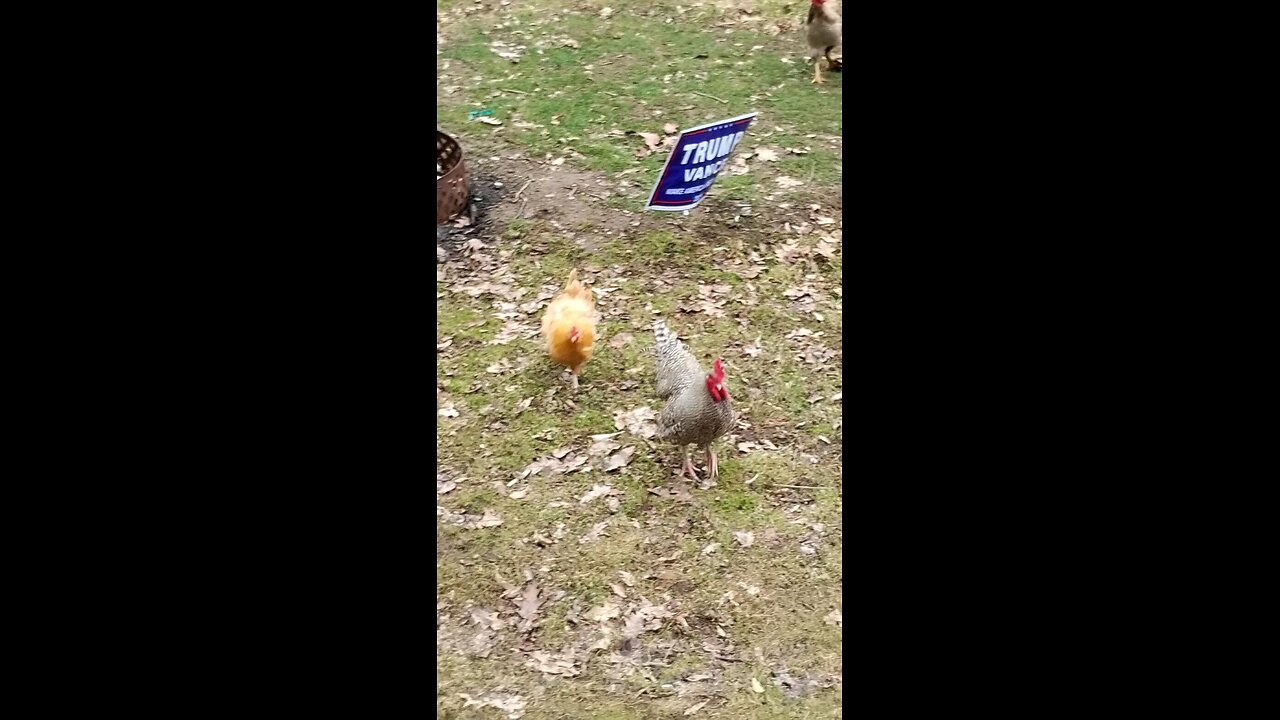 Run Chicken 🐔 Run !!