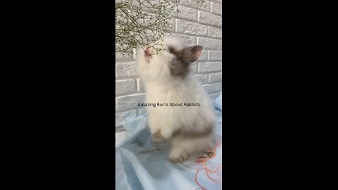 👋 heyy do you like rabbit then this is for you