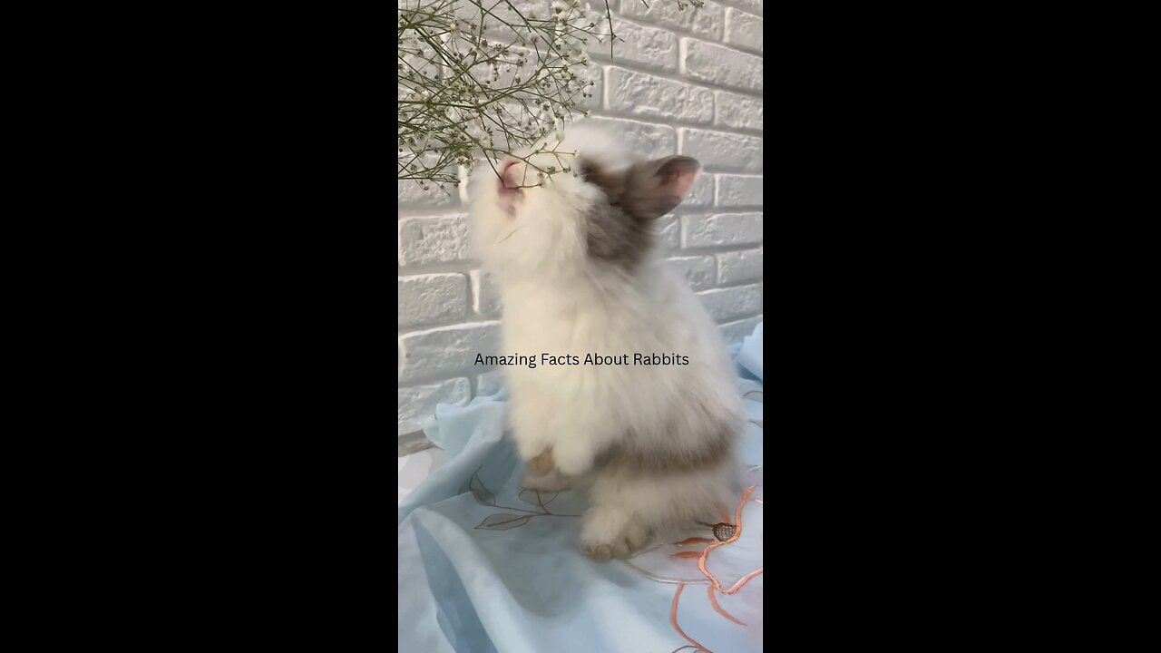 👋 heyy do you like rabbit then this is for you