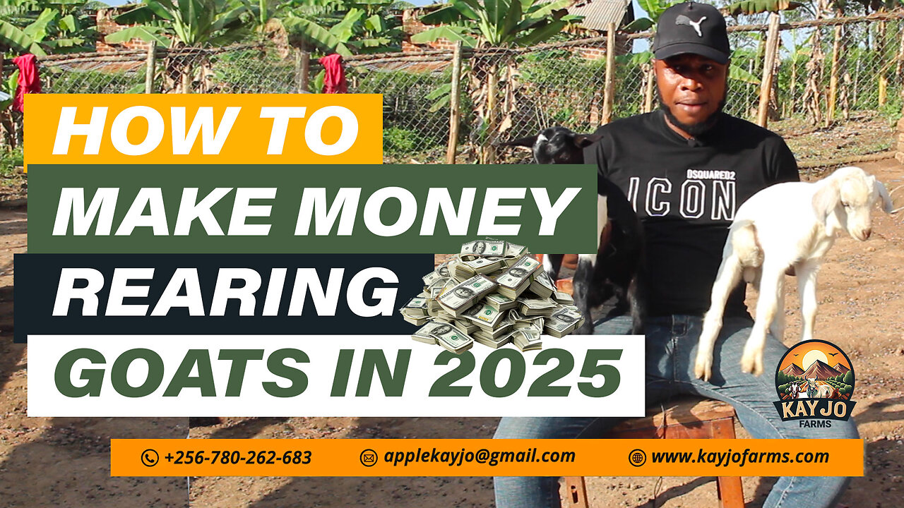 How To Make Clean Money Rearing Goats In 2025 | ep31 #goatfarming #moneymindset