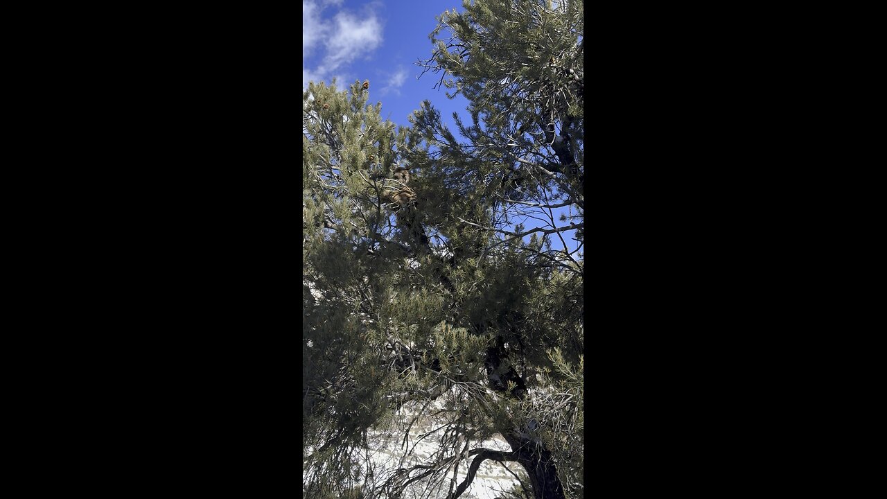 Up close with a mountain lion!