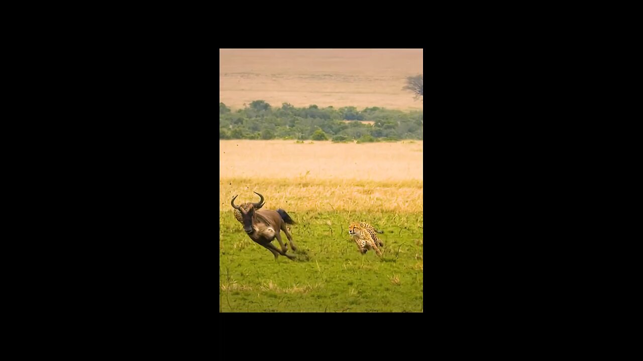 The Fall of the Fastest: When the Hunter Becomes the Hunted