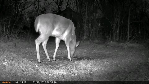 Deer Cam Deer Moving Through 01 20 2026 Game Cam Trail Camera