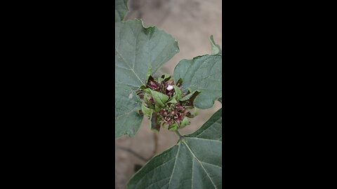 হাজারীগোলাপ ফুল গাছ #viral