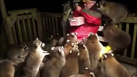 Man_Surrounded_By_More_Than_30_Raccoons