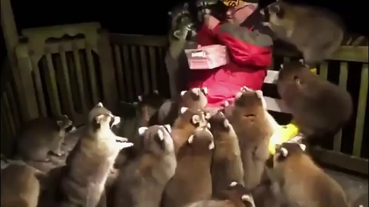 Man_Surrounded_By_More_Than_30_Raccoons