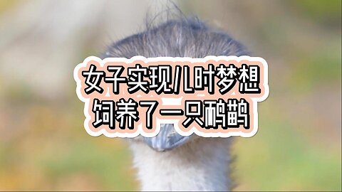 女子实现儿时梦想，饲养了一只鸸鹋