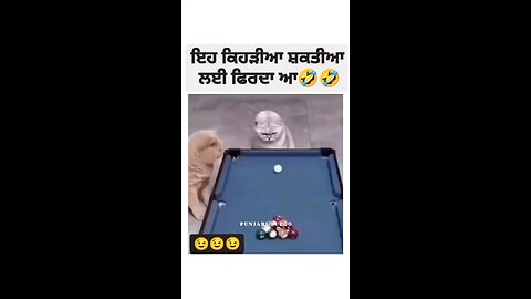 cats playing 8ball pool game