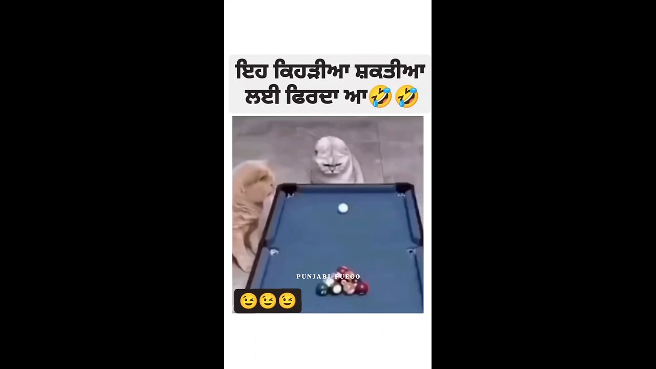 cats playing 8ball pool game