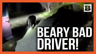 Bear-y Bad Driver! Bear "Hijacks" Unlocked Car
