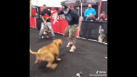 XL bully dog attacks judge at dog show.