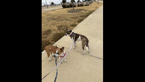 Our Saturday Morning Walk