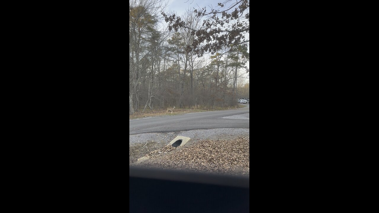 Deer on the hunt for food