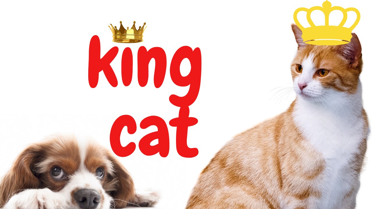 "Hilarious Dogs & Cats of 2025 πΆππΌ Try Not to Laugh Challenge! π€£"