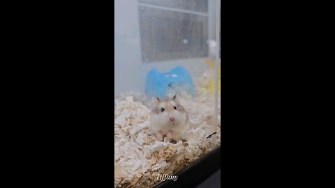 Hamsters at the Pet store