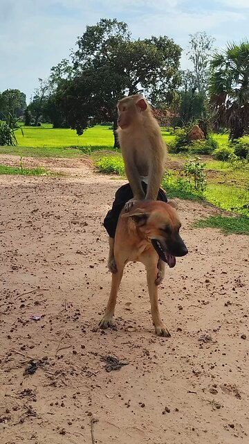 Lovely animal SokYaa, OG, Pao Mom Are Famous Around The World #shorts #anime #trend #edit