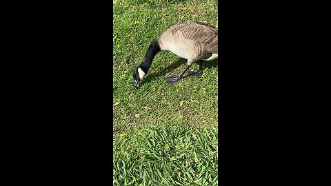 Canada Goose 🪿 #canadagoose #goose #Followme #shorts #trending #viral