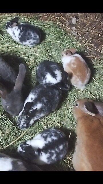 Our baby bunnies are ready to go home.