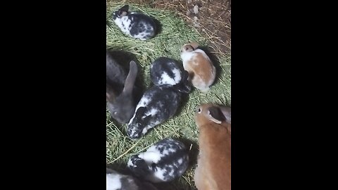 Our baby bunnies are ready to go home.